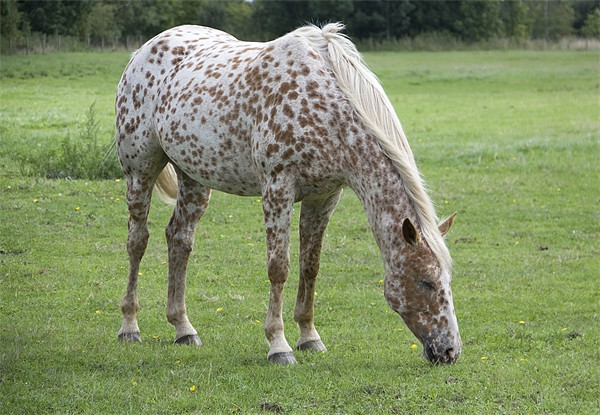 Appaloosa breed horse grazing Picture Board by David French