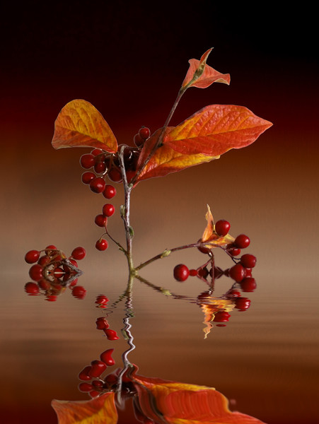 Autumn leafs and red berries Picture Board by David French