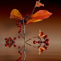Buy canvas prints of Autumn leafs and red berries by David French