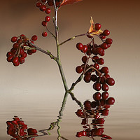 Buy canvas prints of Autumn leafs and red berries by David French