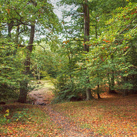Buy canvas prints of Epping Forest by David French