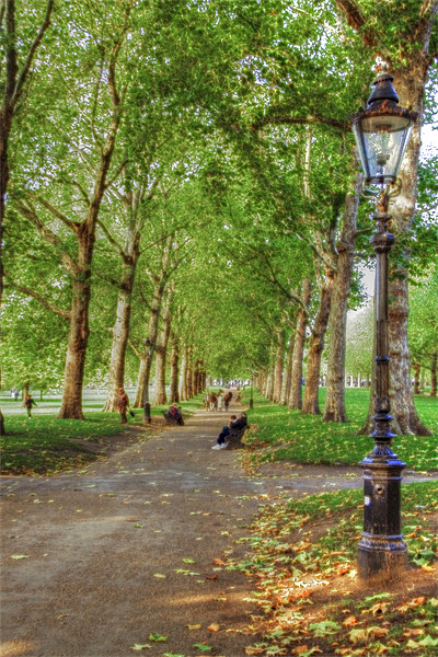 Green Park HDR and Fractilius version Picture Board by David French