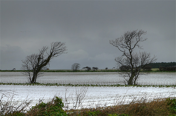 Winter Snow north Norfolk Picture Board by David French