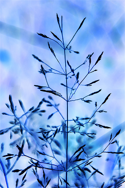 Grass digital art tinted blue Picture Board by David French