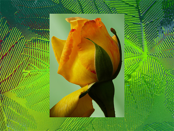 Yellow rose Picture Board by David French