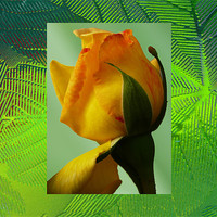 Buy canvas prints of Yellow rose by David French