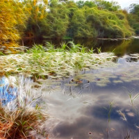 Buy canvas prints of Epping Forest Fractals by David French
