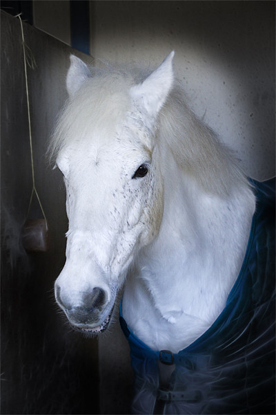 White Horse here’s looking at you Picture Board by David French