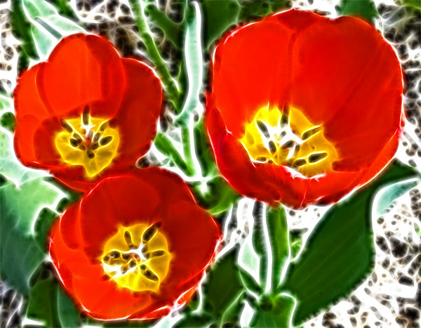 Tulip Fractals Picture Board by David French