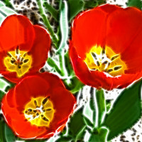 Buy canvas prints of Tulip Fractals by David French