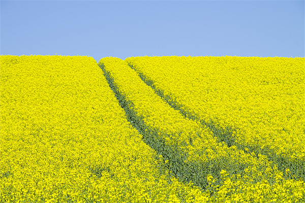 Rape Seed field Picture Board by David French