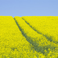 Buy canvas prints of Rape Seed field by David French