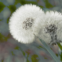Buy canvas prints of Dandelions by David French