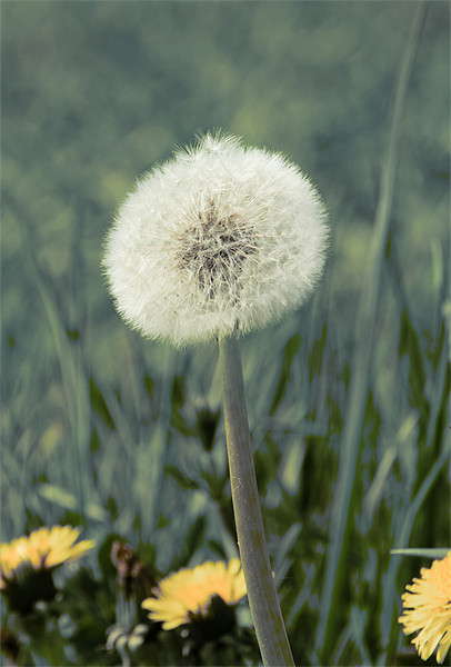 Dandelions Picture Board by David French