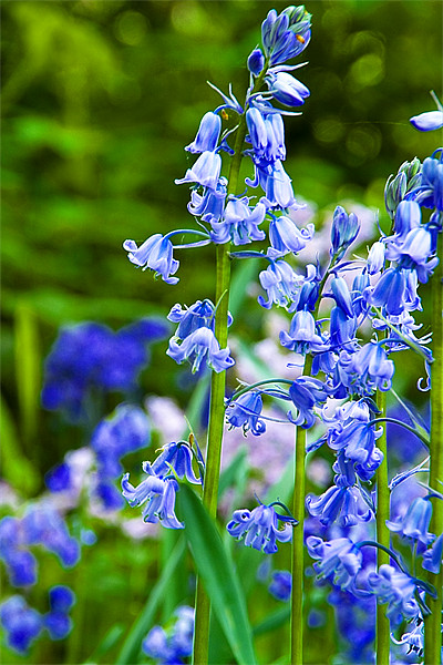 Bluebells Picture Board by David French