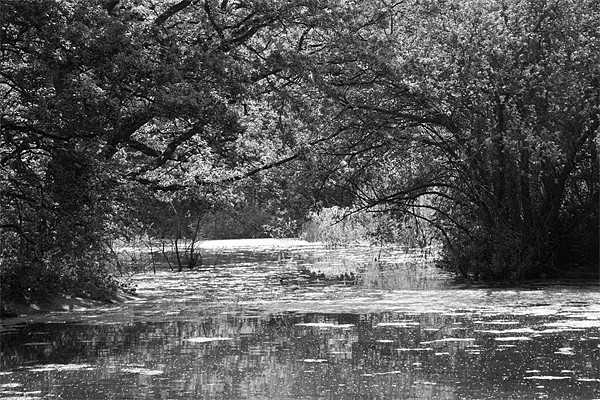 Wanstead Park bw Picture Board by David French