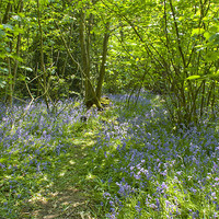 Buy canvas prints of Bluebells Belhus Woods by David French