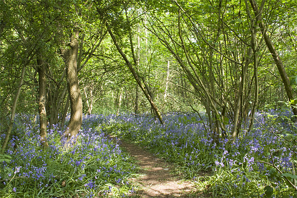 Bluebells Belhus Woods Picture Board by David French