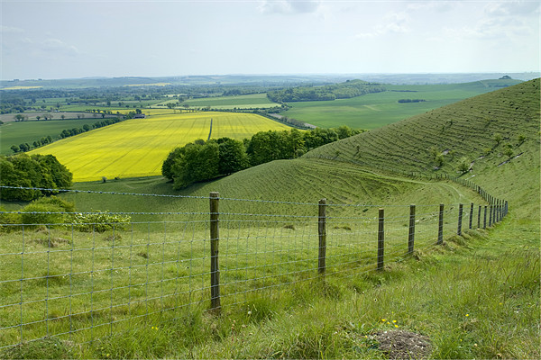 Vale of Pewsey Wiltshire Downs Picture Board by David French