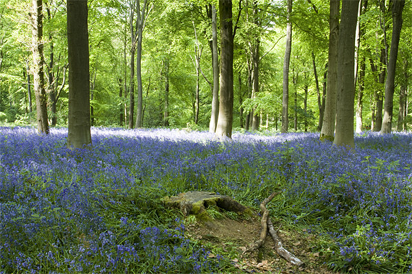 Bluebells at Westwoods Picture Board by David French