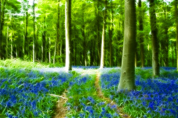Bluebells at Westwoods Fractals Picture Board by David French