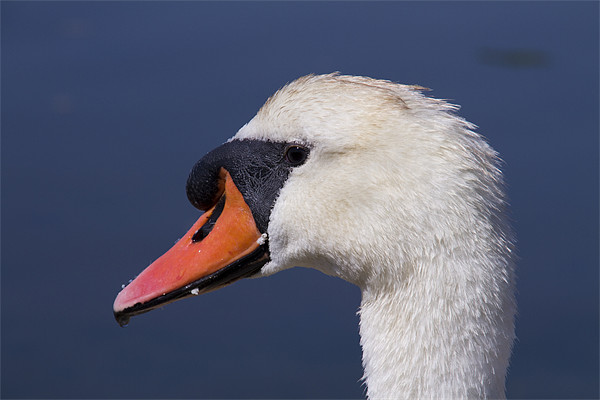 A Swans Portrait Picture Board by David French