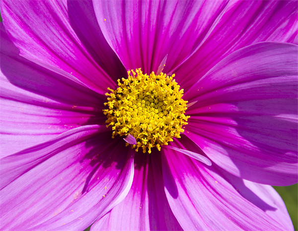 Pink Cosmos Picture Board by David French