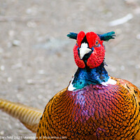 Buy canvas prints of Pheasant colours of beauty by Julie Tattersfield