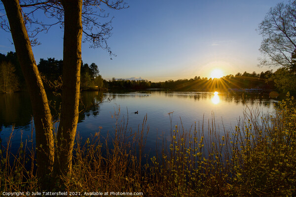 Lake sunset Sherwood Forest  Picture Board by Julie Tattersfield