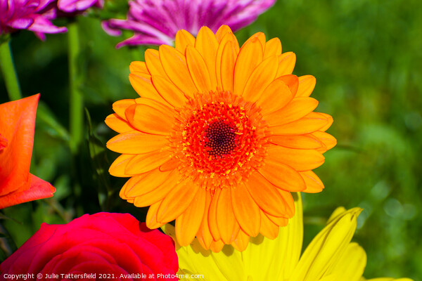 gerbera daisy flower looking vibrant in the sunshi Picture Board by Julie Tattersfield