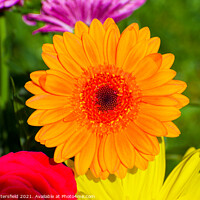 Buy canvas prints of gerbera daisy flower looking vibrant in the sunshi by Julie Tattersfield