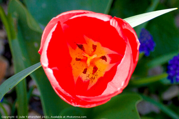 Tulip opening in the sunshine Picture Board by Julie Tattersfield