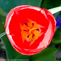 Buy canvas prints of Tulip opening in the sunshine by Julie Tattersfield