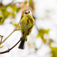 Buy canvas prints of Blue Tit looking right at you! by Julie Tattersfield