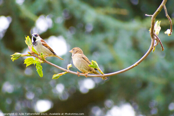 Pair of Sparrows enjoying some lunch Picture Board by Julie Tattersfield