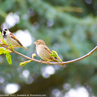 Buy canvas prints of Pair of Sparrows enjoying some lunch by Julie Tattersfield