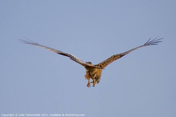 Red kite looking for its next prey Picture Board by Julie Tattersfield