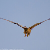 Buy canvas prints of Red kite looking for its next prey by Julie Tattersfield