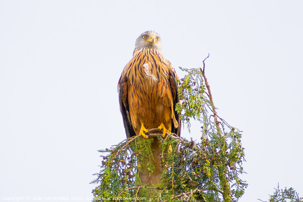 Red Kite perched on the top of a tree Picture Board by Julie Tattersfield