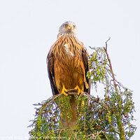 Buy canvas prints of Red Kite perched on the top of a tree by Julie Tattersfield