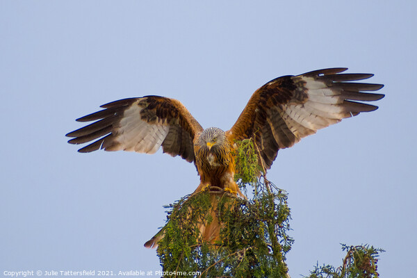 Red Kite showing off! Picture Board by Julie Tattersfield