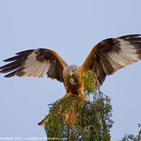 Buy canvas prints of Red Kite showing off! by Julie Tattersfield