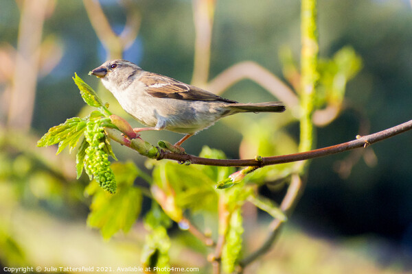 Sparrow enjoying some delicious green fly Picture Board by Julie Tattersfield