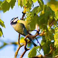 Buy canvas prints of Blue Tit perched on a branch by Julie Tattersfield