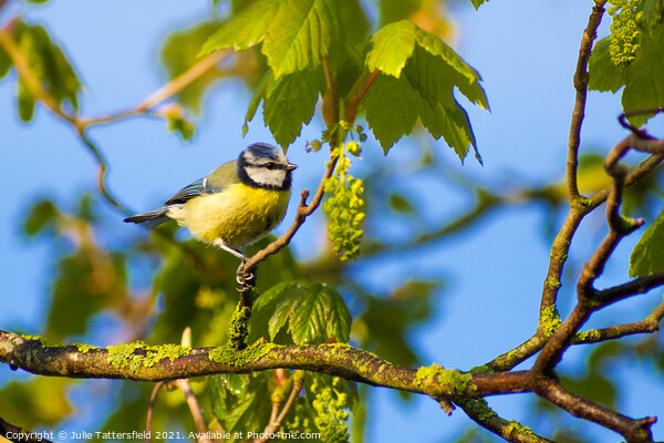 Blue Tit perched ready for its next meal  Picture Board by Julie Tattersfield
