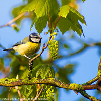 Buy canvas prints of Blue Tit perched ready for its next meal  by Julie Tattersfield