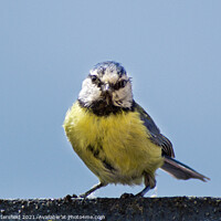 Buy canvas prints of Blue Tit stare! by Julie Tattersfield