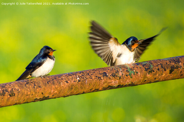 Swallows coming in to land Picture Board by Julie Tattersfield