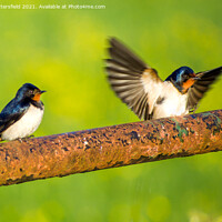 Buy canvas prints of Swallows coming in to land by Julie Tattersfield