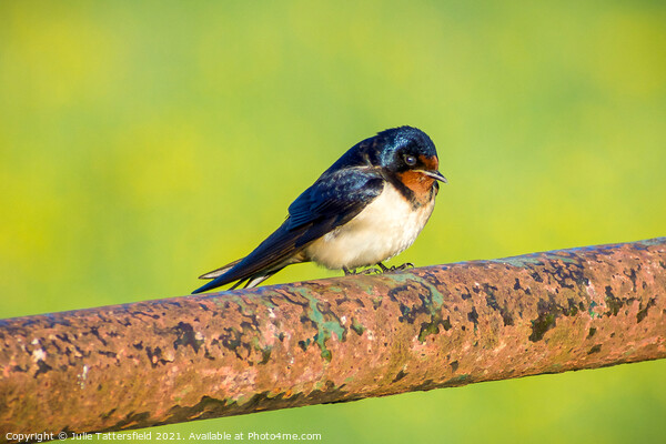 Swallow showing off its beautiful colours Picture Board by Julie Tattersfield